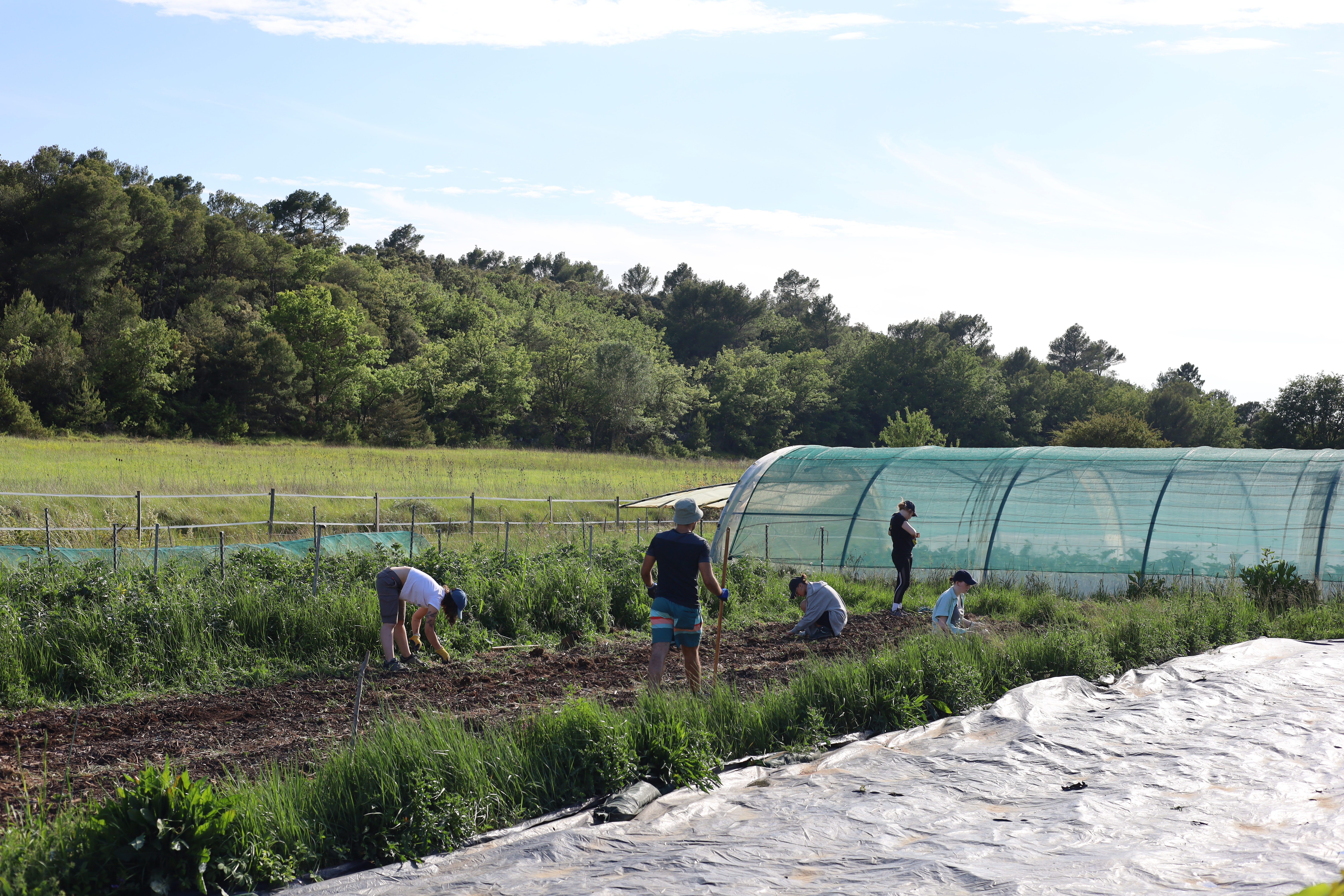 Aquaponie en Sol Mineur